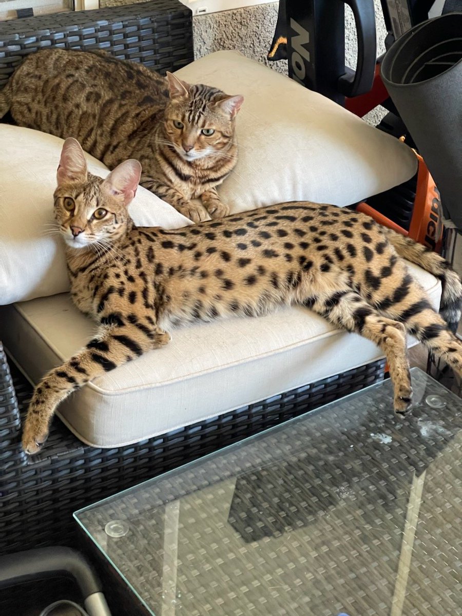 Dreamkatz Exotics Savannahs tweet media