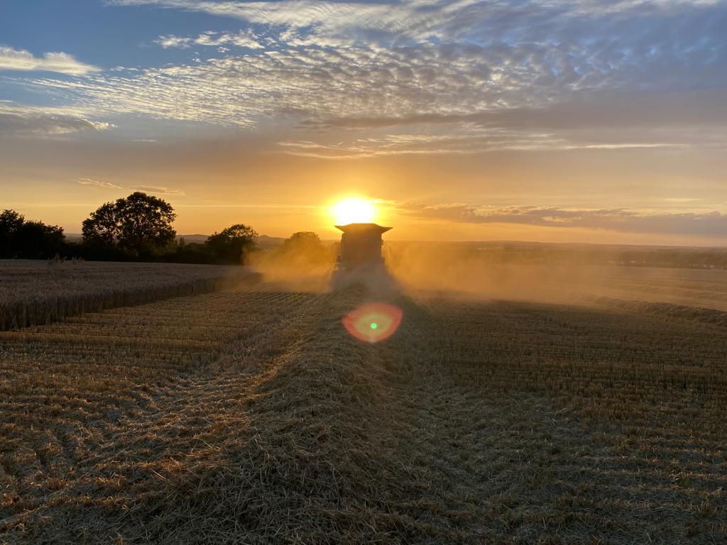 BattleFarms's tweet photo. Wheat harvest 2023 under some blue skies for a change.

#harvest2023 #wheat #blueskies https://t.co/mnJTaLqZCR