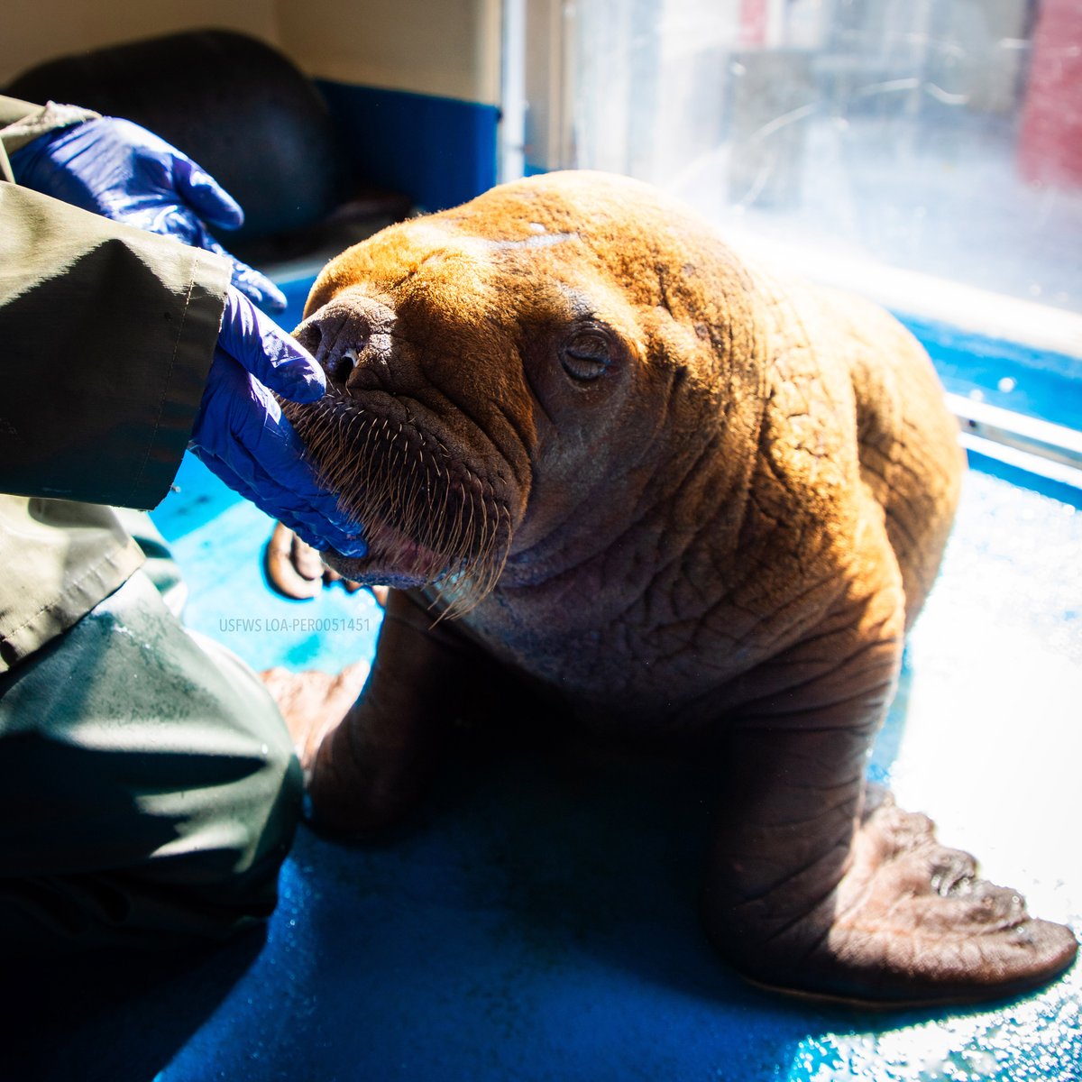 AlaskaSeaLife's tweet photo. We are heartbroken to share that the walrus calf patient passed away this morning. Though our teams worked tirelessly to provide critical care treatments, never leaving his side, the calf ultimately succumbed to his condition.

Read our full update: https://t.co/x7LpyDyl1u https://t.co/Z1Mv0CN5Om