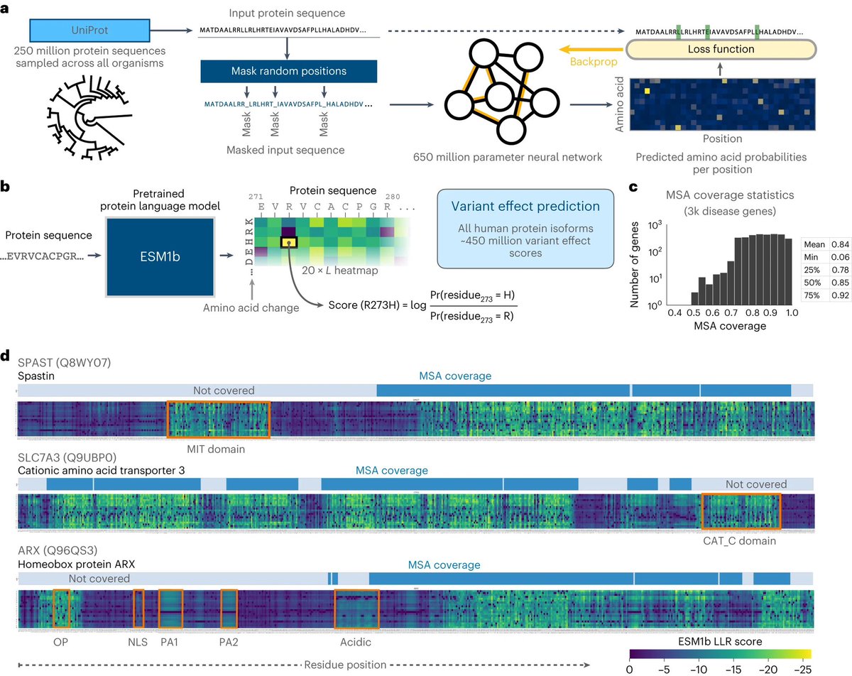 Genome-wide prediction of disease variant effects with a deep protein language model nature.com/articles/s4158…