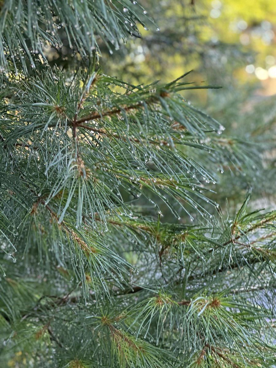 commandersusan's tweet image. After the rain, wind, hail this looks perfect ⁦@McDermedFox9⁩ ⁦@ian_leonard⁩