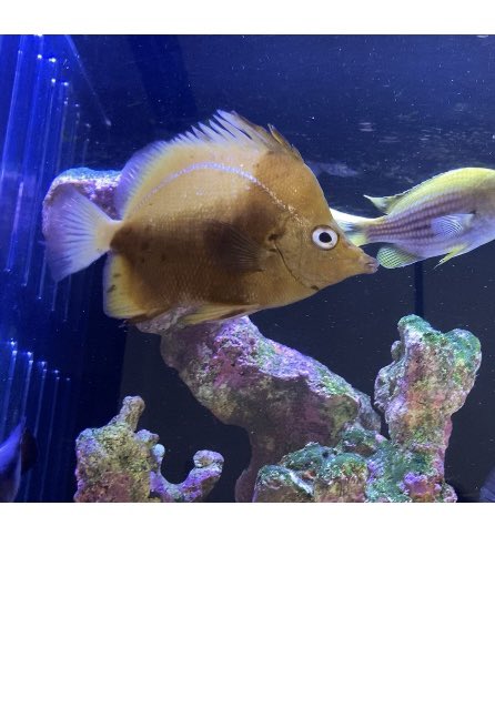 basabei's tweet image. ヘッジホッグバタフライ
入荷したのは2003年8月ですので、
今年20年の節目になります。
我が家での飼育歴は18年目。
入荷時に既に成魚サイズであった事、
チョウの飼育前例から考えても
次の10年はなかなか難しいかな。