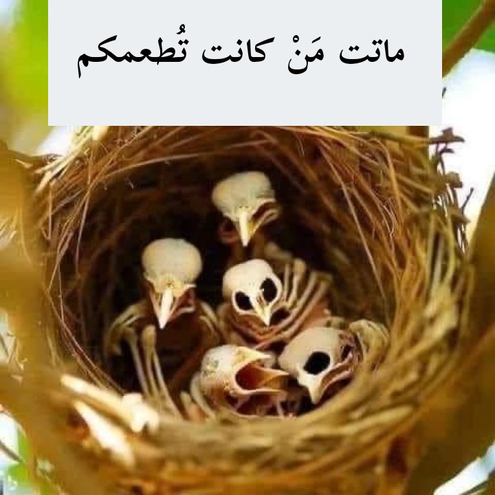 يمه خبزه من ايدچ لذيذة وبيها كل العافية 🌹
يمه من كون انتمرض مسحة ايدچ كافية 🌹
 ربي يطول بعمر كل أم ويرحم من فارقت الحياة ...