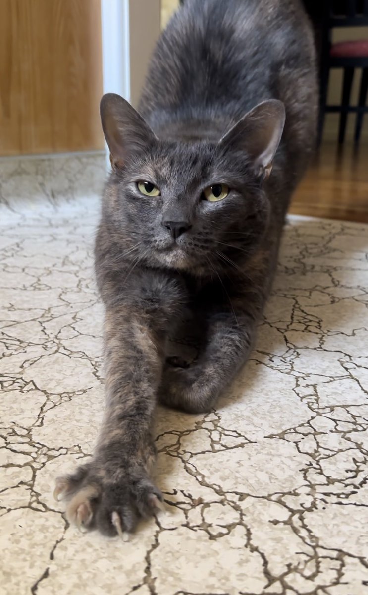 movinpaws's tweet photo. Camellia showing off her morning stretches 😸🐾 @movinpaws #movinpaws #kittycare https://t.co/8RyXygqxQT