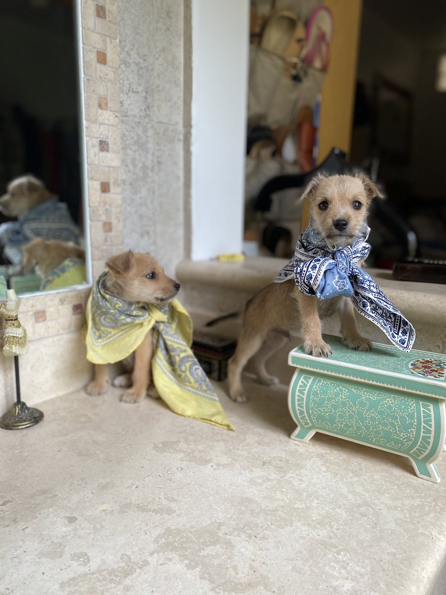 Somos dos cachorros superhéroes y nuestra misión actual es encontrar una familia✨