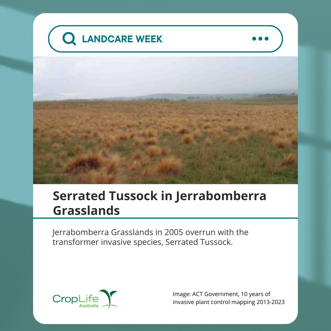 CropLifeOZ's tweet photo. In the ACT, landcarers identified a Serrated Tussock problem. Over the last 15 years with use of herbicide spot spraying, ecological burning and soil nutrient management, landcarers have been able to regenerate the landscape. https://t.co/A2NJFboygZ #LandcareWeek https://t.co/D6W51IOJf4