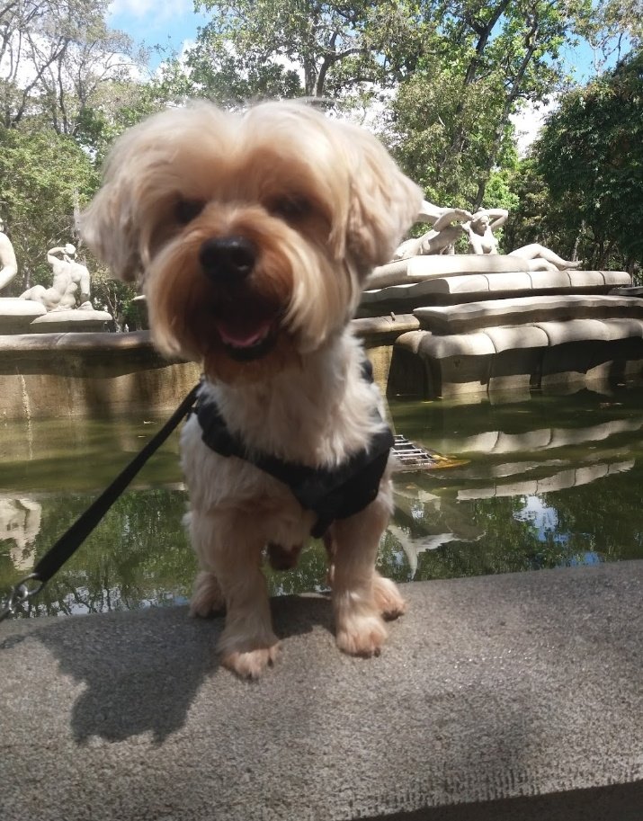 Ash_Nav_Blanco's tweet photo. @TweeetsOfDogs Zeus 14 years strong! https://t.co/CxDfs27epc
