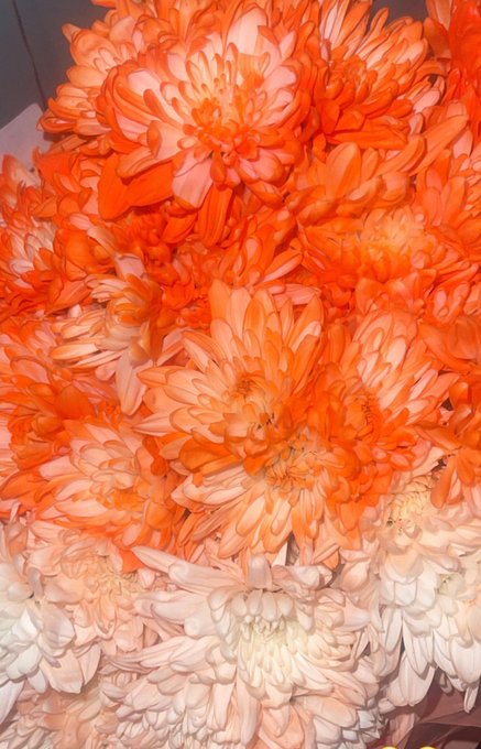 when he pull up with flowers>>> https://t.co/KpU27FAVgq