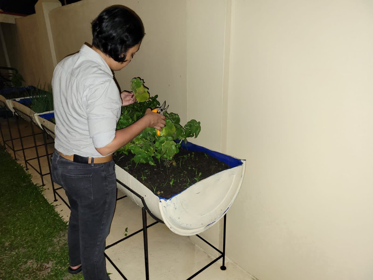 minrodriguesmp's tweet photo. Not enough yard space for gardening? All you need is some half drums and metal frames. Started a herb garden of recent to help me relax after a hard day. It’s easy to manage, especially if you’re inexperienced like I am. https://t.co/FFDdlXwwAa