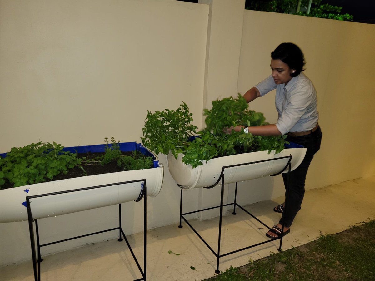 minrodriguesmp's tweet photo. Not enough yard space for gardening? All you need is some half drums and metal frames. Started a herb garden of recent to help me relax after a hard day. It’s easy to manage, especially if you’re inexperienced like I am. https://t.co/FFDdlXwwAa