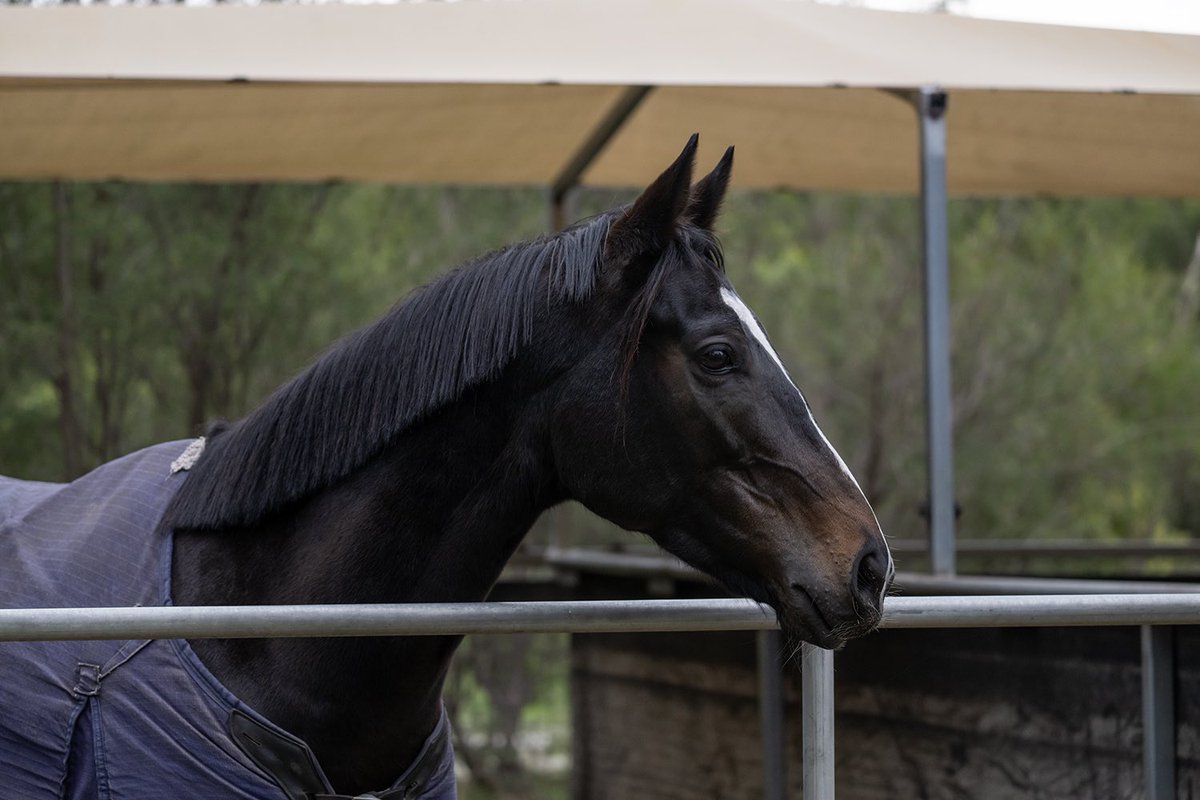 Hayden Ballantyne Racing (@_hbracing) on Twitter photo 🅱️ HBR runners alert - Belmont 🅱️
♦️ Race 4 - 1:09pm
🏇 Advanced - Pat Carbery
♦️ Race 5 - 1:44pm
🏇 Vogue’s Choice - William Pike
📸 <a href="/ashbrennanphoto/">Ashlea Brennan</a> 🅱️ HBR runners alert - Belmont 🅱️
♦️ Race 4 - 1:09pm
🏇 Advanced - Pat Carbery
♦️ Race 5 - 1:44pm
🏇 Vogue’s Choice - William Pike
📸 <a href="/ashbrennanphoto/">Ashlea Brennan</a>