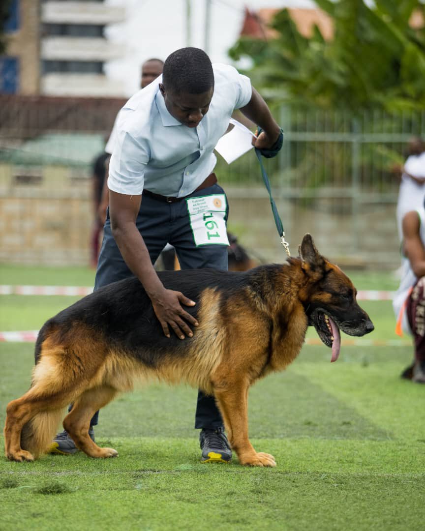 PawAndPups's tweet photo. Buy dogs from decorated breeders with integrity and a proven track record.
Chances are, most of the German shepherds in Spintex were bred by this man

@AylesburyDogsGH Home of functional German shepherds.

He has puppies !!! https://t.co/okRYuGTKsP