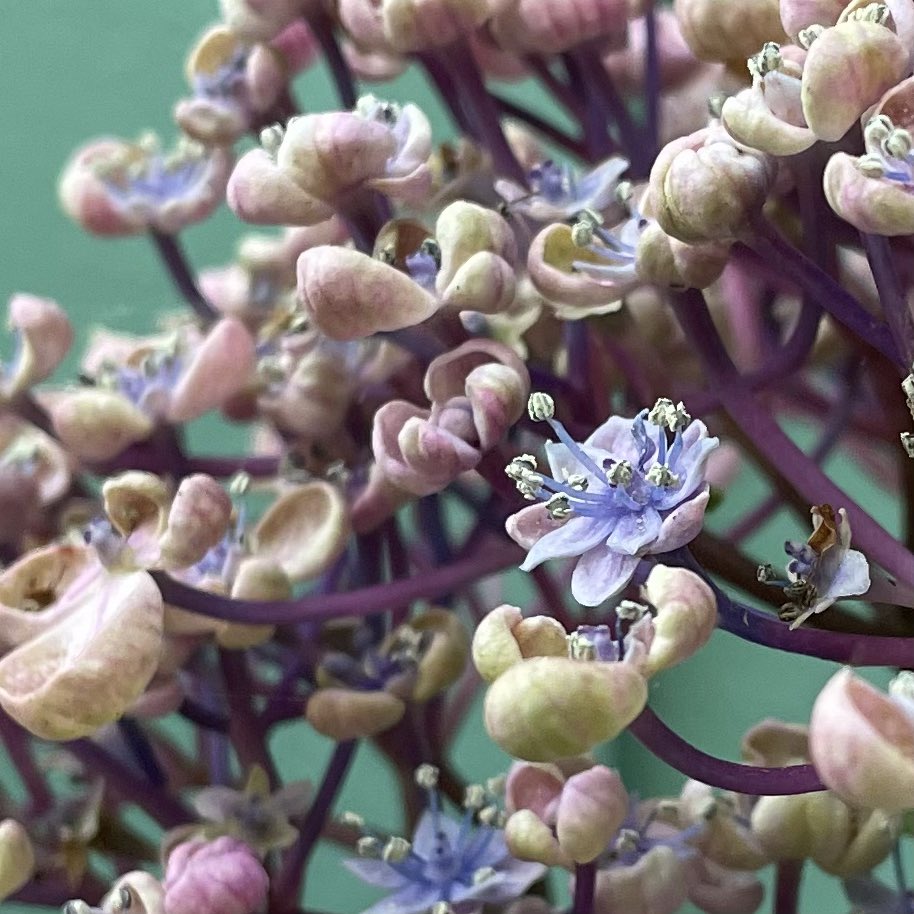 ssspooky1's tweet photo. Please forgive the stationary/stationery typo and accept this hydrangea pic with my compliments: https://t.co/g2RIRiTDlY