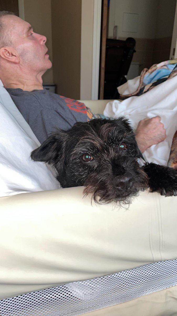 LucyWardle3's tweet photo. @AldiUK Ted would love to be the face of #EarlsPooches 
He could fit in the medium dog category but also unofficially works as a therapy dog visiting dad daily in his care home, also loves his stuffed bunny, cuddles, naps, walks and boat trips 🚤 https://t.co/ypuJz1CEN7