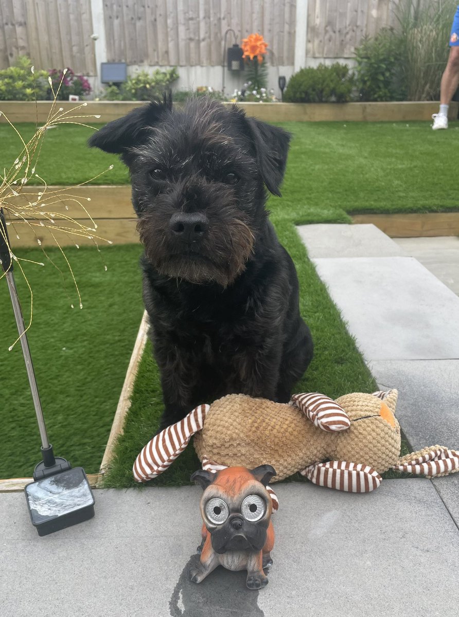 LucyWardle3's tweet photo. @AldiUK Ted would love to be the face of #EarlsPooches 
He could fit in the medium dog category but also unofficially works as a therapy dog visiting dad daily in his care home, also loves his stuffed bunny, cuddles, naps, walks and boat trips 🚤 https://t.co/ypuJz1CEN7