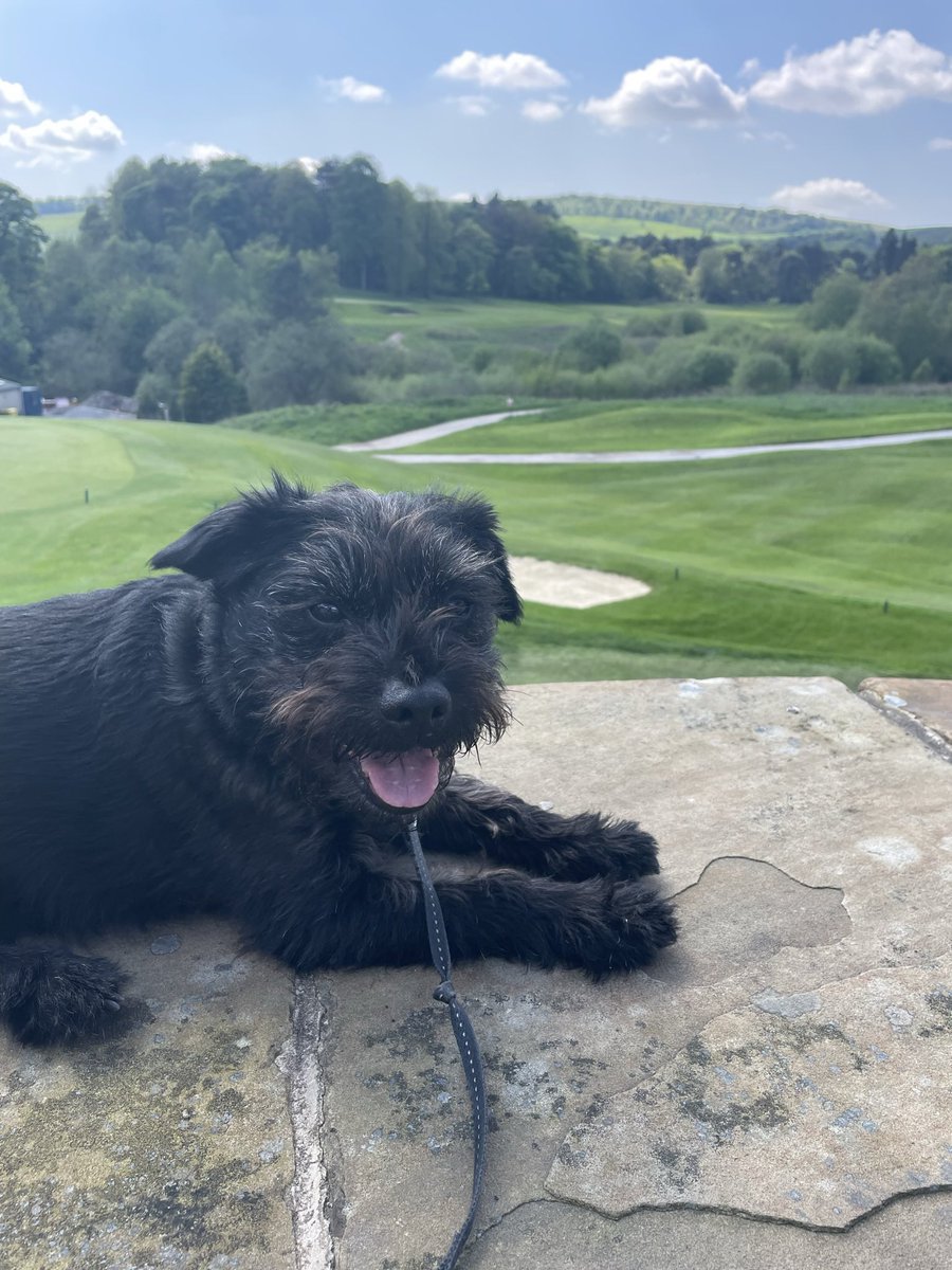 LucyWardle3's tweet photo. @AldiUK Ted would love to be the face of #EarlsPooches 
He could fit in the medium dog category but also unofficially works as a therapy dog visiting dad daily in his care home, also loves his stuffed bunny, cuddles, naps, walks and boat trips 🚤 https://t.co/ypuJz1CEN7