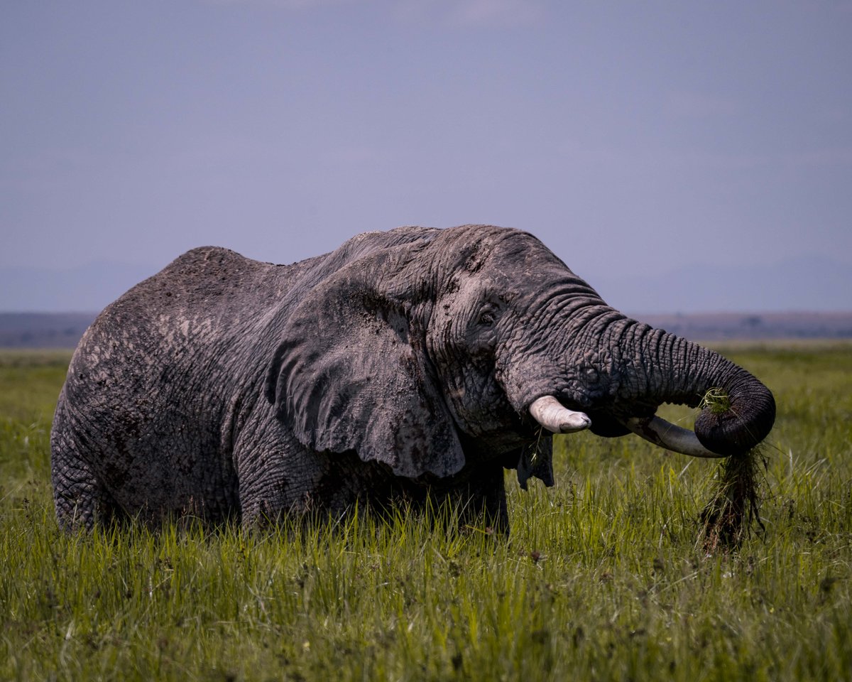 As we mark #WorldElephantDay today, let’s trumpet the importance of harmonious co-existence.
Did you know that in the 1970's and early 1980's, the Kenya elephant population was estimated at 170,000 individuals? Currently the estimated population is 36,280 individuals!