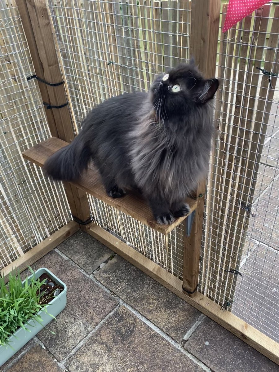 Doris McFloofle tweet media