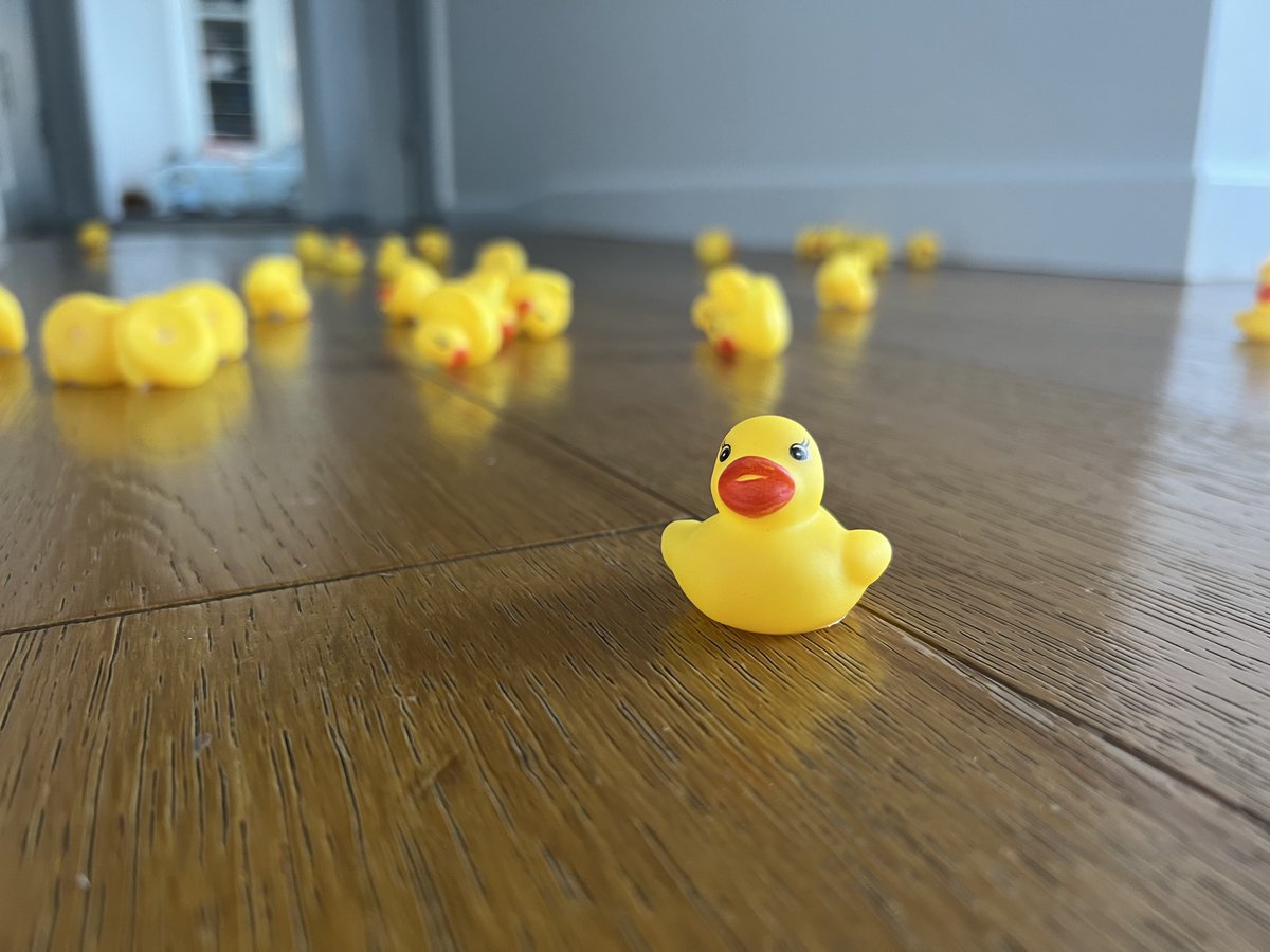OrthopodReg's tweet photo. Tell me @drkatefleming had some wine and an Australian Amazon prime account without telling me about the wine and Amazon prime account

#duck #ducks #SuddenlyDucks https://t.co/zSnM3fGE5K