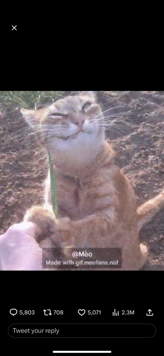 Master Oogway tweet media