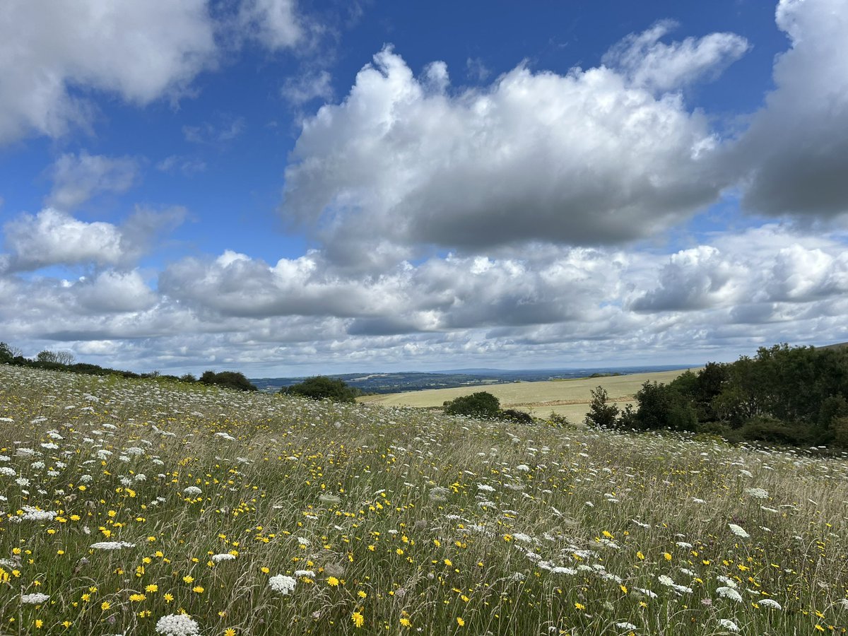 Luck's Yard Clinic tweet media
