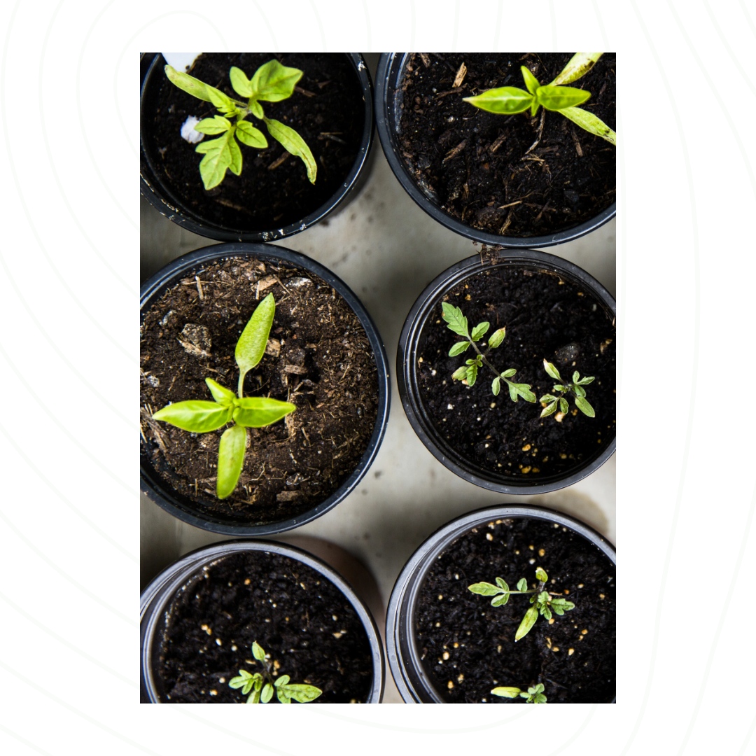 BrettHardyLands's tweet photo. This weekend why not start collecting and storing seeds from your garden. This is a fantastic and free way to increase the number of plants in your garden. https://t.co/h36fe1GUBO