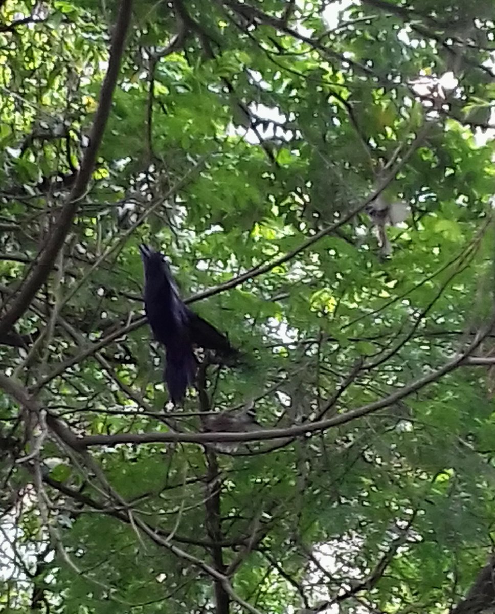 alwrites's tweet photo. The fantail flycatcher saga contd. Here seen harassing a huge black crow. #Pune #IndiAves #birds #birdwatching #behaviour #backyard #windowbirding #natgeoindia #TwitterNatureCommunity #NatGeo #nature https://t.co/IyQpiqf8YZ