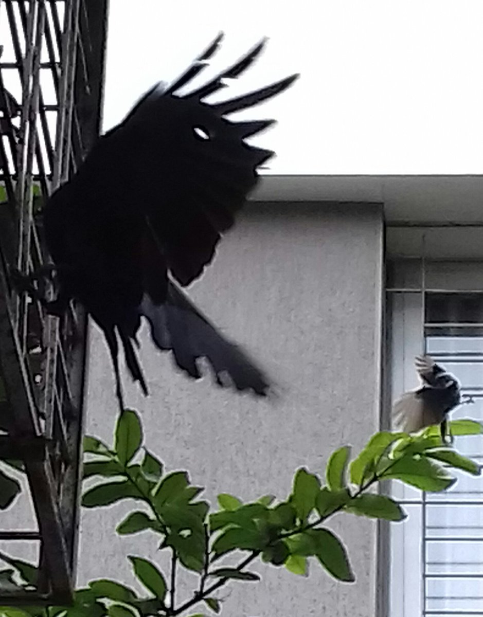 alwrites's tweet photo. The fantail flycatcher saga contd. Here seen harassing a huge black crow. #Pune #IndiAves #birds #birdwatching #behaviour #backyard #windowbirding #natgeoindia #TwitterNatureCommunity #NatGeo #nature https://t.co/IyQpiqf8YZ