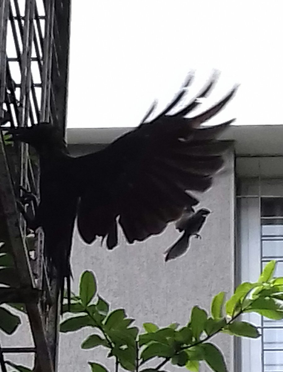 alwrites's tweet photo. The fantail flycatcher saga contd. Here seen harassing a huge black crow. #Pune #IndiAves #birds #birdwatching #behaviour #backyard #windowbirding #natgeoindia #TwitterNatureCommunity #NatGeo #nature https://t.co/IyQpiqf8YZ
