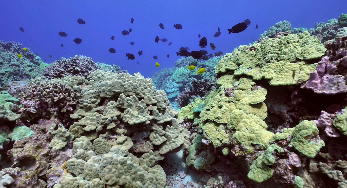 NOAA Coral Program (@noaacoral) on Twitter photo Hot off the presses! 🗞️
A new study with <a href="/NOAAFish_PIRO/">NOAA Fisheries PIRO</a> scientists finds that reducing land- and sea-based stressors at local levels provides #CoralReef ecosystems the best opportunity for continued persistence in our changing climate.
Read more:
fisheries.noaa.gov/feature-story/… Hot off the presses! 🗞️
A new study with <a href="/NOAAFish_PIRO/">NOAA Fisheries PIRO</a> scientists finds that reducing land- and sea-based stressors at local levels provides #CoralReef ecosystems the best opportunity for continued persistence in our changing climate.
Read more:
fisheries.noaa.gov/feature-story/…