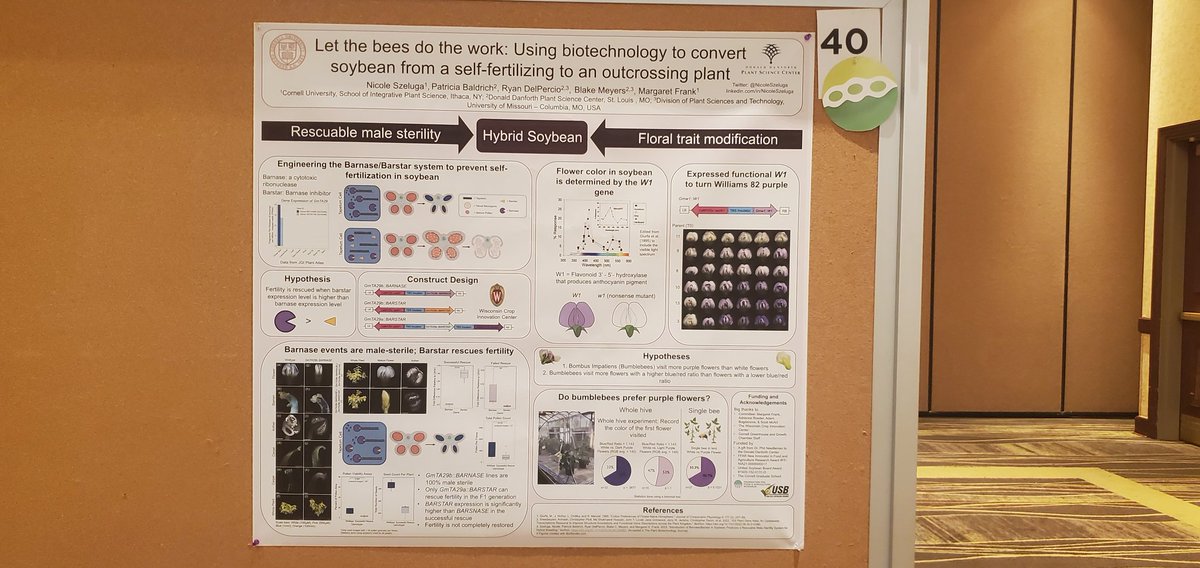 Tomorrow at #Soy2023, @Margare41291282 will present 'Engineering approaches to develop hybrid soybean' at 1:40PM. Also, check out my poster 😁 #soybeans #Soybean