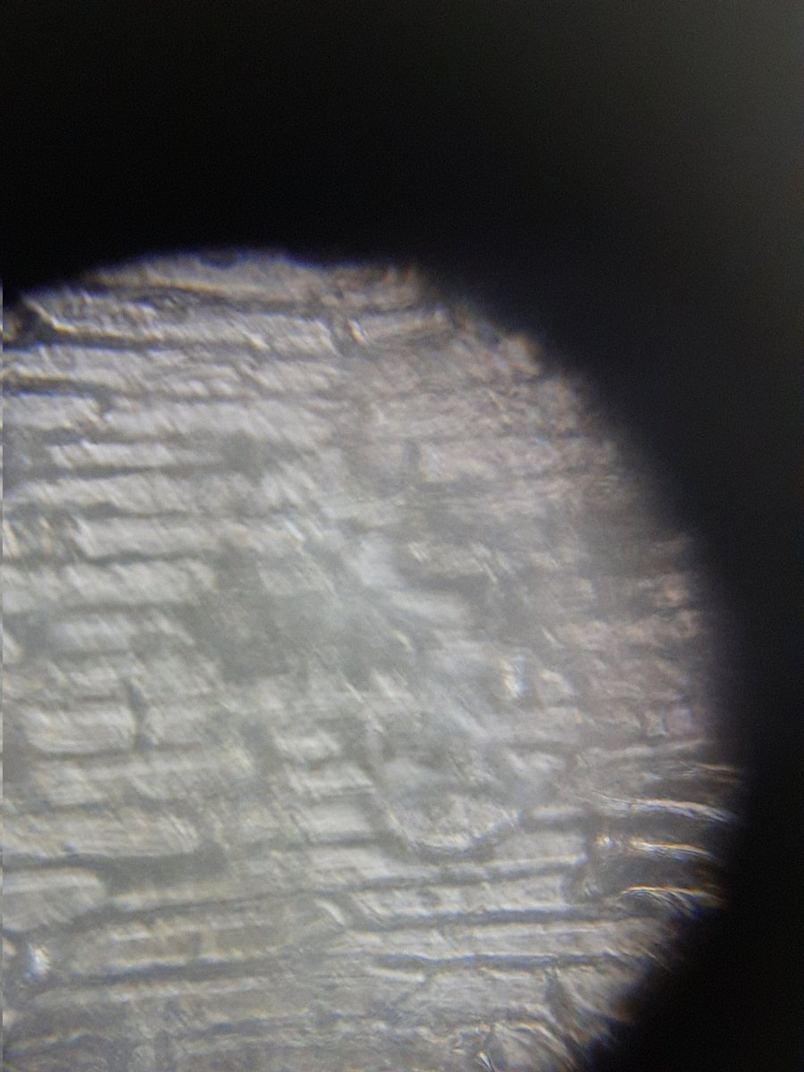 dranuharshal's tweet photo. Workshop at Dr.Kalmadi Shamarao High School, 80 students thanks Dr.Shashidhara for this reference, thanks to the teachers, we explored the #Onioncell #flowers #potato Thanks @Stempeer15 @DeiDayalbagh @DEI_Agra @PrakashLab @TeamFoldscope #STEM #AMR
@foldscopeindia @biopatrika https://t.co/OjoLF3WZ5H