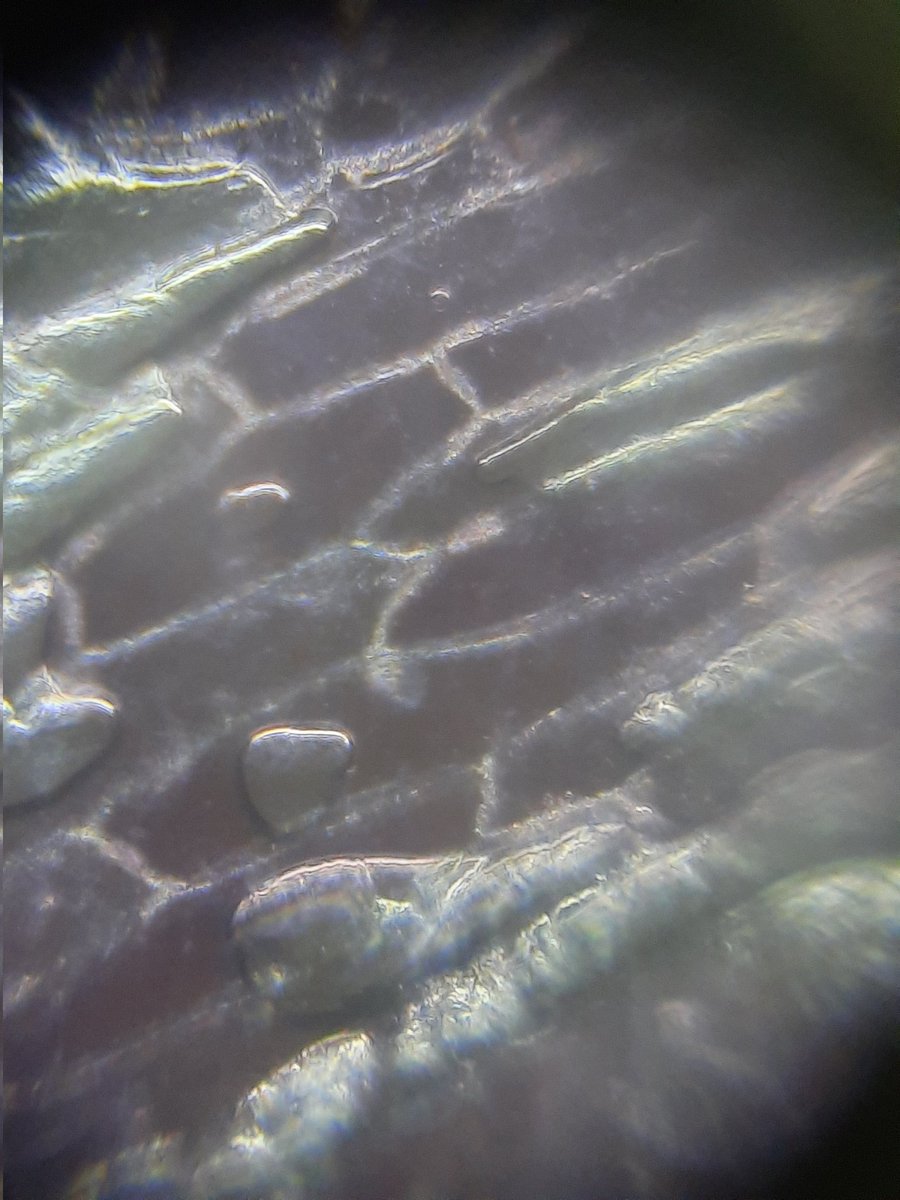 dranuharshal's tweet photo. Workshop at Dr.Kalmadi Shamarao High School, 80 students thanks Dr.Shashidhara for this reference, thanks to the teachers, we explored the #Onioncell #flowers #potato Thanks @Stempeer15 @DeiDayalbagh @DEI_Agra @PrakashLab @TeamFoldscope #STEM #AMR
@foldscopeindia @biopatrika https://t.co/OjoLF3WZ5H