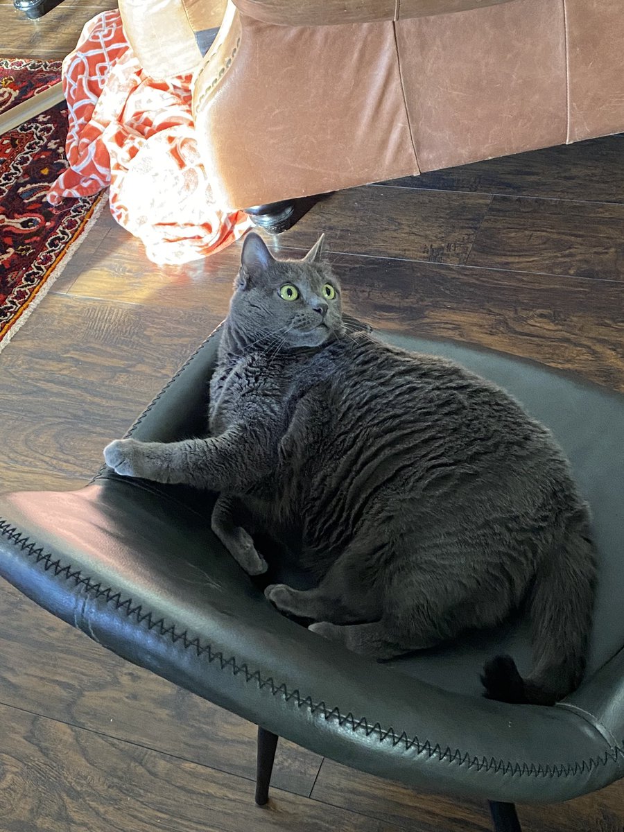 bradleybthomas's tweet photo. My cat and her fav chair https://t.co/5EQyrDjudn
