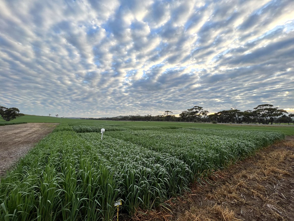 Erin__Schilling's tweet photo. The York NVT Oats Trial Site is pumping along! Sown in late April with 225.6mm rainfall to date for the year, the trial is flowering and looking great. We’re excited for the results from this one! #LivingFarm https://t.co/9eHYQq7OSa