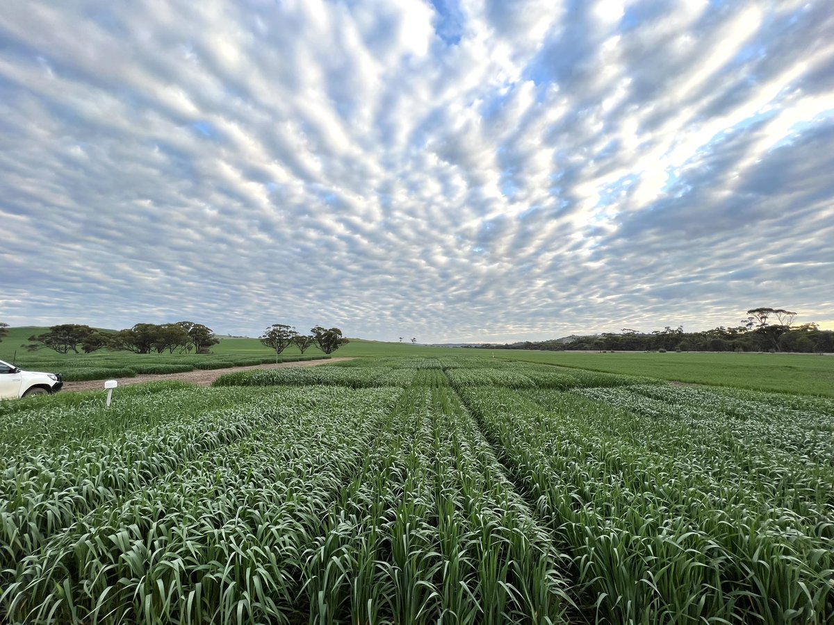 Erin__Schilling's tweet photo. The York NVT Oats Trial Site is pumping along! Sown in late April with 225.6mm rainfall to date for the year, the trial is flowering and looking great. We’re excited for the results from this one! #LivingFarm https://t.co/9eHYQq7OSa