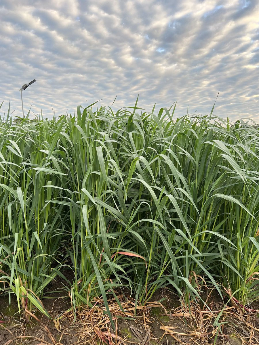 Erin__Schilling's tweet photo. The York NVT Oats Trial Site is pumping along! Sown in late April with 225.6mm rainfall to date for the year, the trial is flowering and looking great. We’re excited for the results from this one! #LivingFarm https://t.co/9eHYQq7OSa