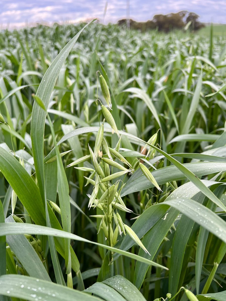 Erin__Schilling's tweet photo. The York NVT Oats Trial Site is pumping along! Sown in late April with 225.6mm rainfall to date for the year, the trial is flowering and looking great. We’re excited for the results from this one! #LivingFarm https://t.co/9eHYQq7OSa