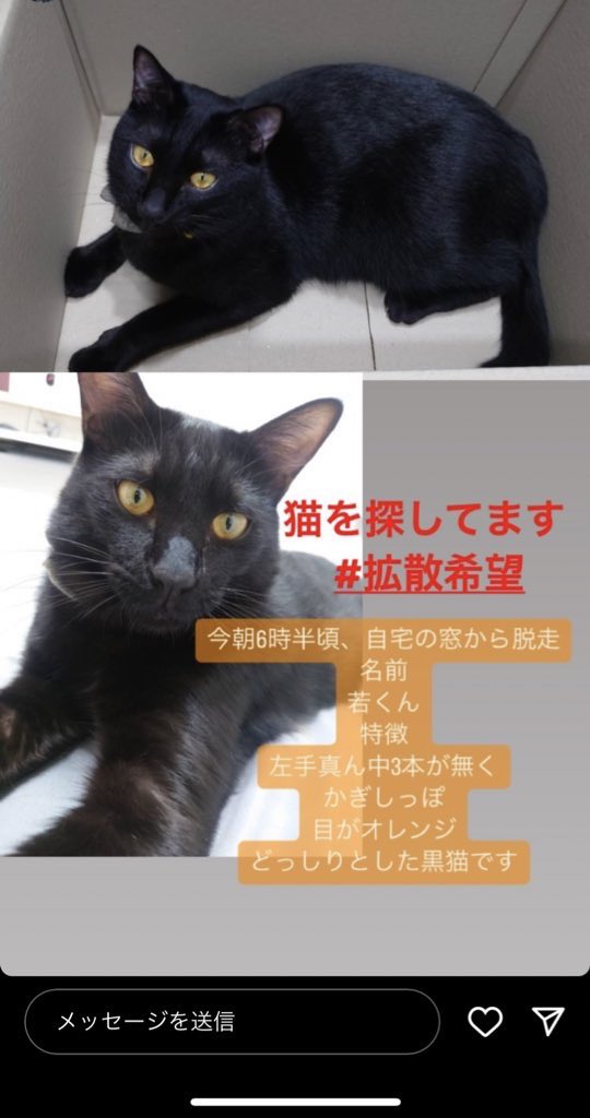 Ll1223345's tweet photo. 猫探してます
･雑種の黒猫
･名前若くん♂3~4kg
･特徴 真っ黒の毛並み･オレンジの目
小柄やけどどっしりとしてる子です
･大分県大分市碩田町
この特徴の猫を見かけましたら僕のDMまでお願いします

  #迷子猫  #猫  #拡散希望  #拡散RTお願いします https://t.co/wzl6NQs6L2