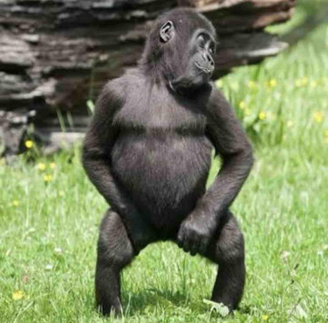 Guarromantico_'s tweet photo. Yo diciendo que no sé bailar:

Also yo cuando me gritan” “Eh, eh, eh”: https://t.co/s01AUJc6nG