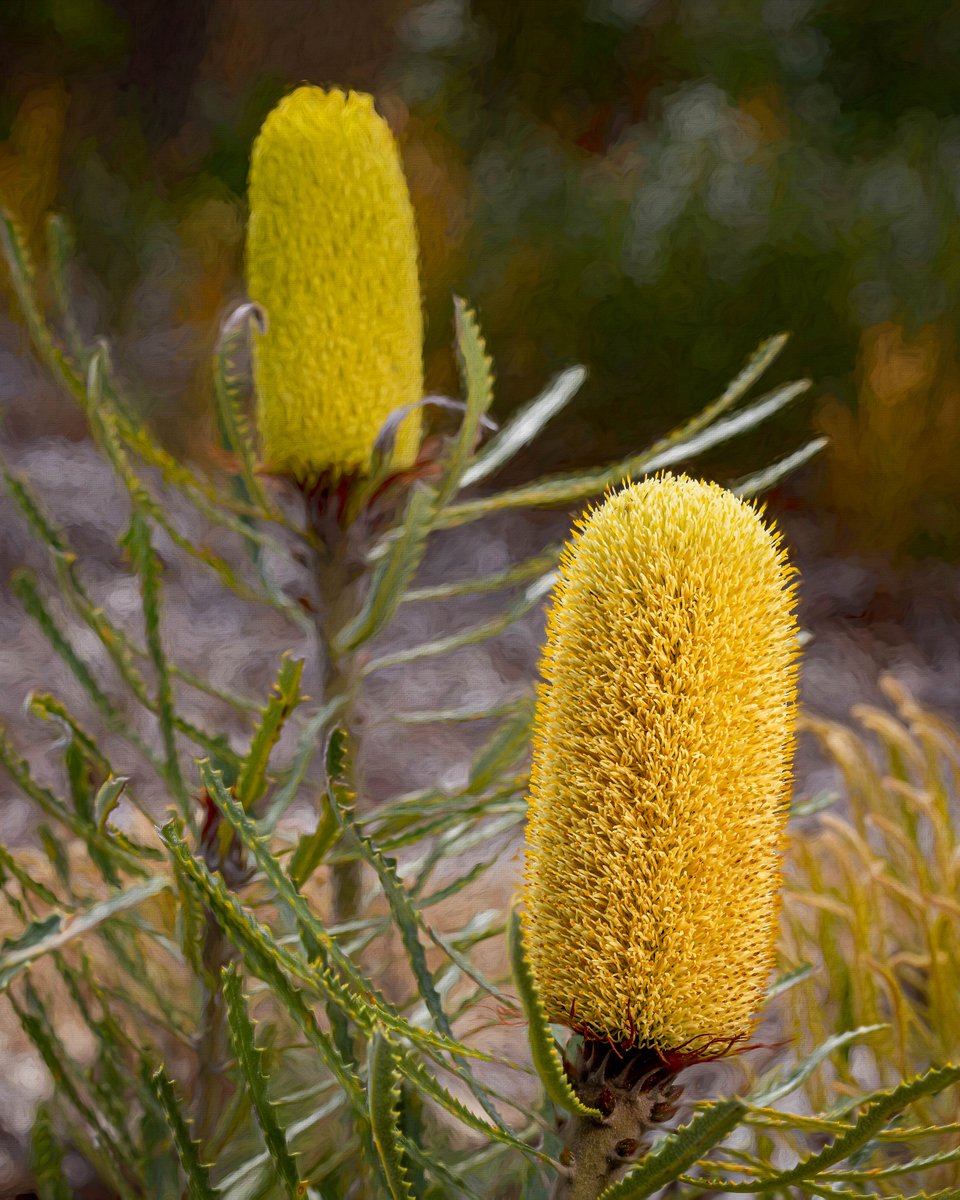 The Australian Botanic Garden tweet media