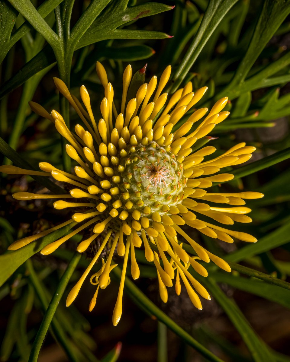 The Australian Botanic Garden tweet media