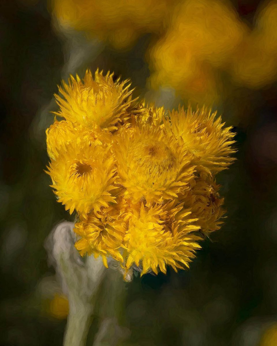 The Australian Botanic Garden tweet media