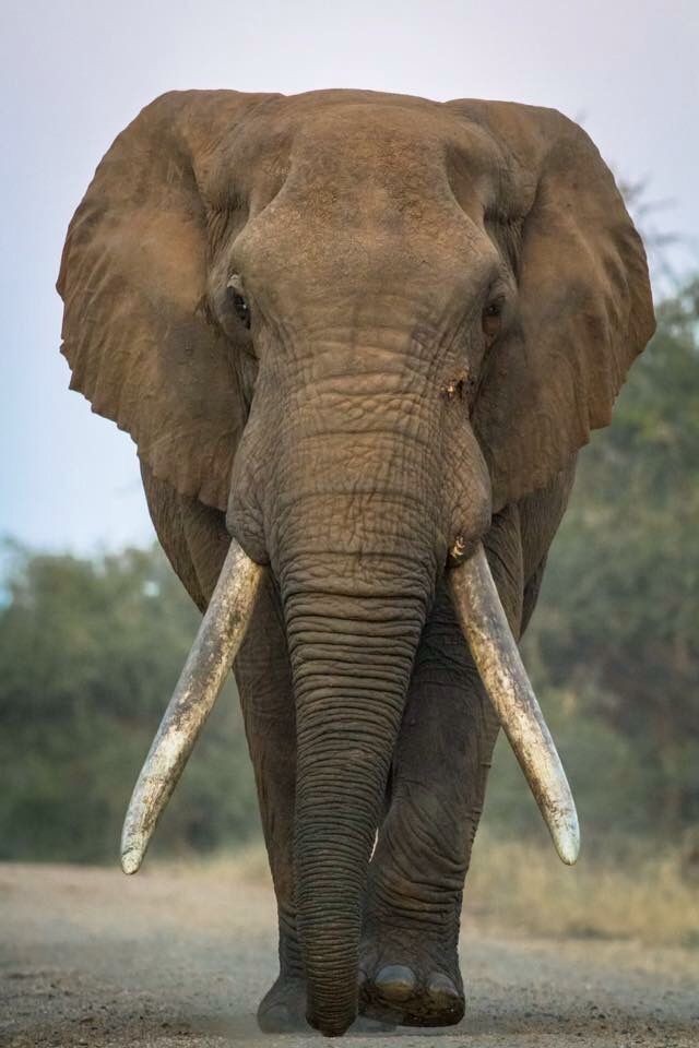 Happy World Elephant Day, celebrated every 12 of August, and just like humans are left or right-handed.Elephants also have a favorite tusk side either the right or left. You can usually spot which one they favor, as one tusk will be smaller since it has wear out #WorldElephantDay