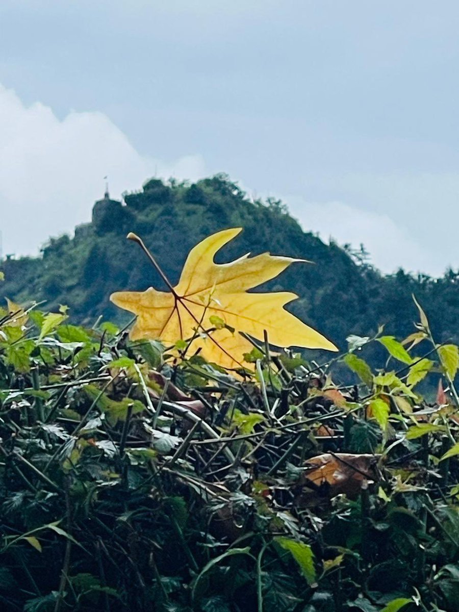 The ‘Chinar’ and the ‘Shankaracharya’ …. so synonymous with the grandeur of the valley 😊.