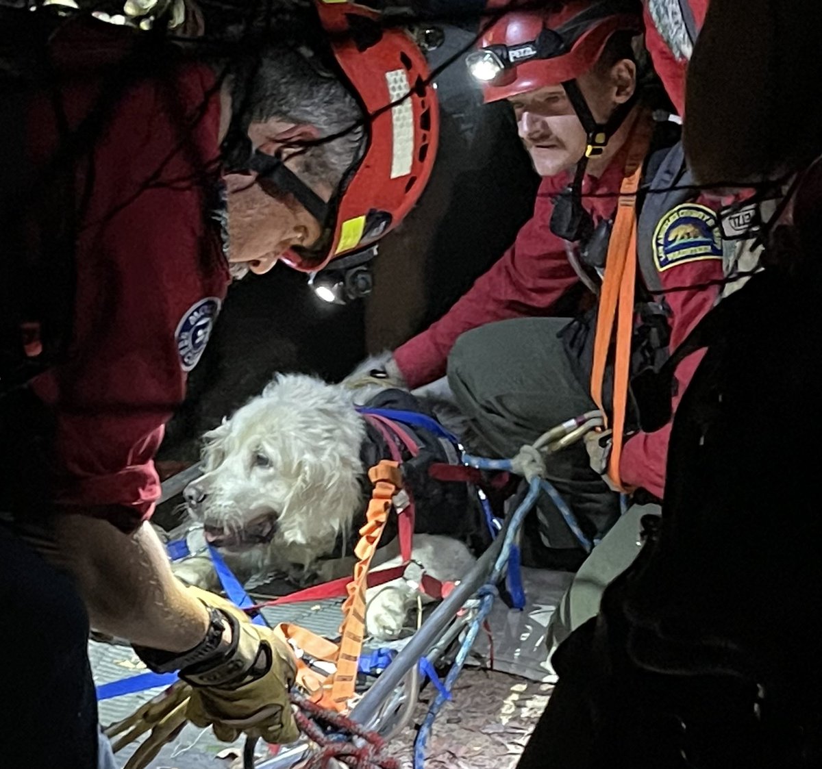 LasdDan's tweet photo. The 80 pound golden retriever, Maddie was finally brought up after falling over 100' off a steep hillside. She had her back leg stuck in fallen tree log. Maddie was rushed her off to the vet to make sure her leg is OK. #rescue #sar #searchandrescue #pasadena #altadena https://t.co/ZTU89mpBoA