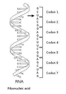 OccultHours's tweet image. GENETIC CODING means that ALL living organisms run entirely off of … PROGRAMS!
How do some fish know when to swim upstream? How do birds know how and where to migrate? How do female preying mantis KNOW to eat the heads off of their mates?? HOW?
TRUTH? If most people were to…