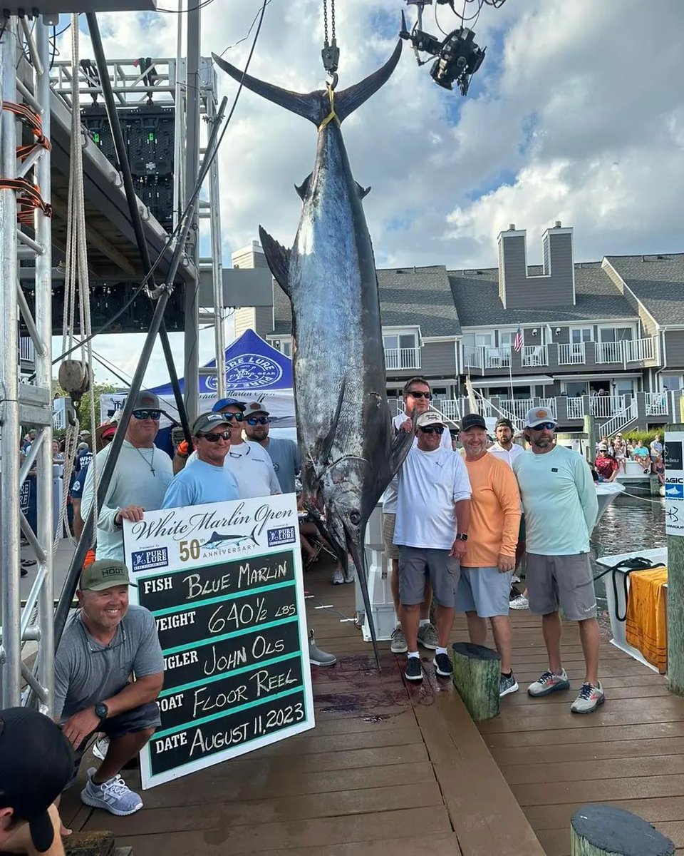 IUCN Red List threatened blue marlin killed for sport and a cash prize at the White Marlin Open yesterday.

The global corporations who sponsor this slaughter of rare species include Mercedes-Benz, Under Armour, Miller Lite and Scania Group.

Can you magine the outrage if this
