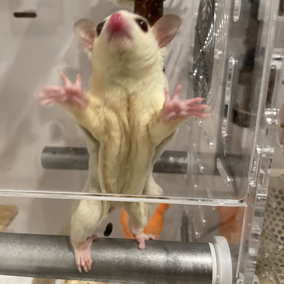 HamstarMelon's tweet image. 💩フォーカスになってしまった😳

#ハグちゃん
#フクロモモンガ