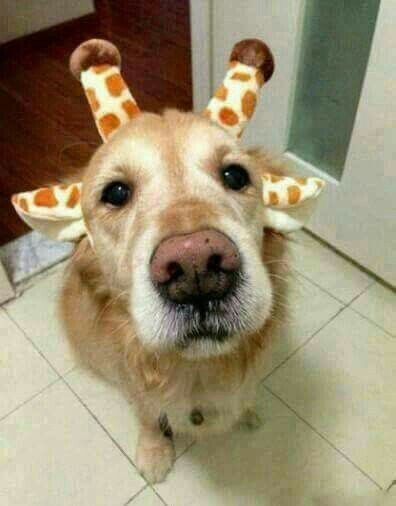💖 (@twaniimals) on Twitter photo 